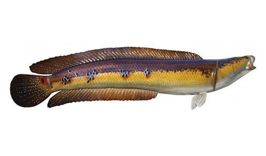 28-INCH SNAKEHEAD