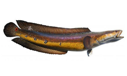 32-INCH SNAKEHEAD