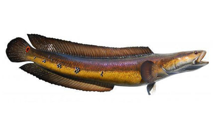 39-INCH SNAKEHEAD