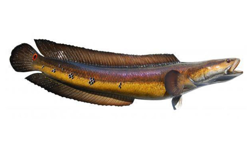 39-INCH SNAKEHEAD