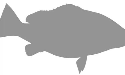 30-INCH CUBERA SNAPPER BLANK, STANDARD