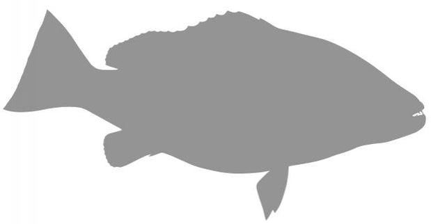 30-INCH CUBERA SNAPPER BLANK, STANDARD