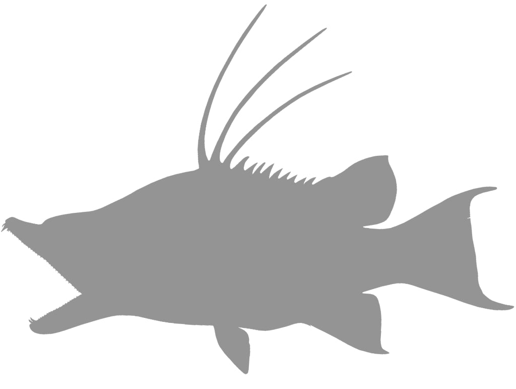 32-Inch Hog Snapper Blank Fish Mounts, Standard | King Sailfish Mounts