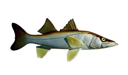 SNOOK, MINIATURE