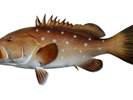 Collection image for: GROUPER, SNOWY
