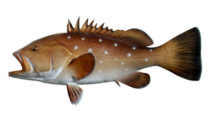 43-INCH SNOWY GROUPER