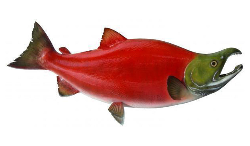 28-Inch Sockeye Salmon Fish Mount