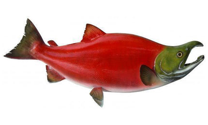 28-INCH SOCKEYE SALMON