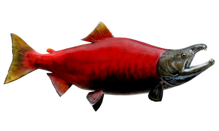 30-INCH SOCKEYE SALMON