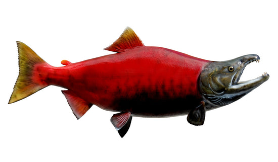 30-INCH SOCKEYE SALMON