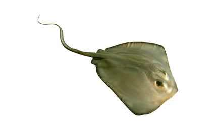 26-INCH SOUTHERN STINGRAY