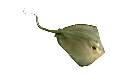 26-INCH SOUTHERN STINGRAY