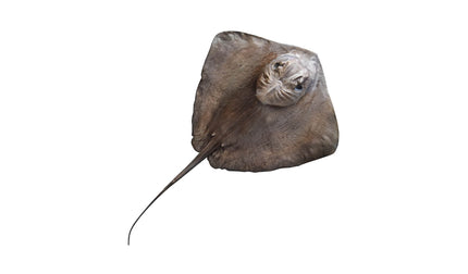 49-INCH SOUTHERN STINGRAY
