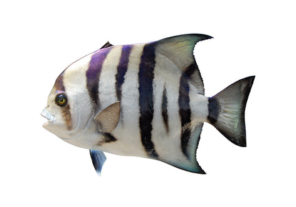 Collection image for: SPADEFISH