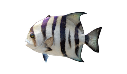 16-INCH SPADEFISH