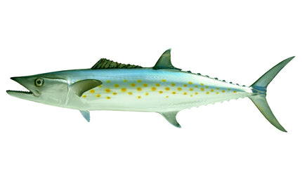 28-INCH SPANISH MACKEREL