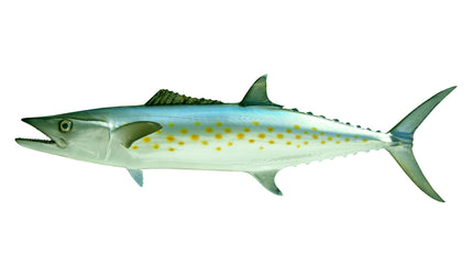 28-INCH SPANISH MACKEREL