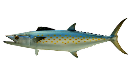 33-INCH SPANISH MACKEREL