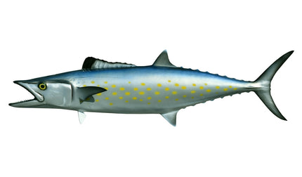 32-INCH SPANISH MACKEREL