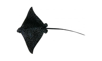 38-INCH SPOTTED EAGLE RAY