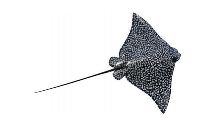 78-INCH SPOTTED EAGLE RAY