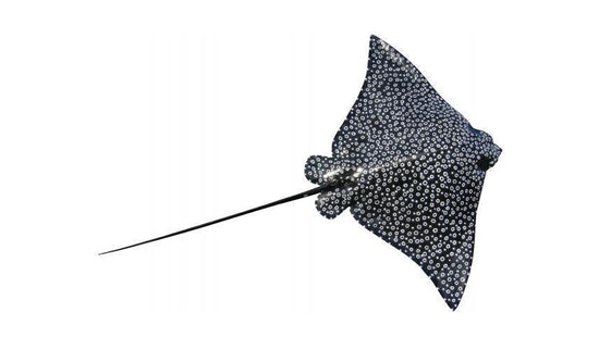 78-INCH SPOTTED EAGLE RAY