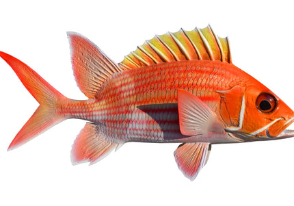Collection image for: SQUIRRELFISH