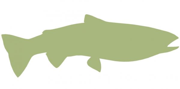 33-INCH STEELHEAD TROUT BLANK, ECONOMICAL