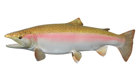 29-INCH STEELHEAD TROUT (MALE, LEFT)
