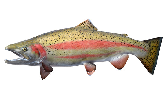 32-INCH STEELHEAD TROUT (MALE, LEFT)