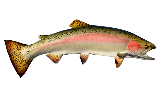 32-INCH STEELHEAD TROUT (FEMALE, RIGHT)