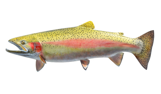 33-INCH STEELHEAD TROUT (MALE, LEFT)