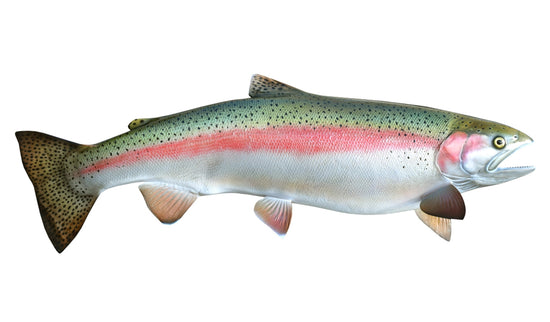 33-INCH STEELHEAD TROUT (FEMALE, RIGHT)