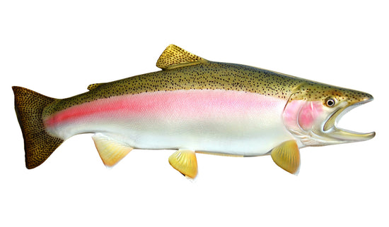33-INCH STEELHEAD TROUT (MALE, RIGHT)