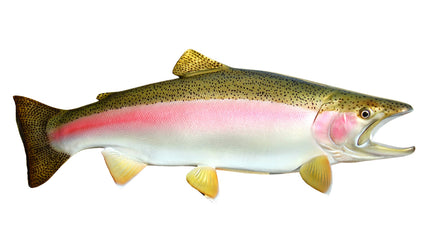 33-INCH STEELHEAD TROUT (MALE, RIGHT)
