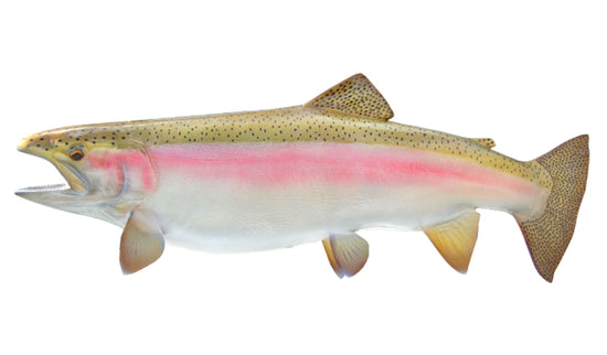 34-INCH STEELHEAD TROUT (FEMALE, LEFT)