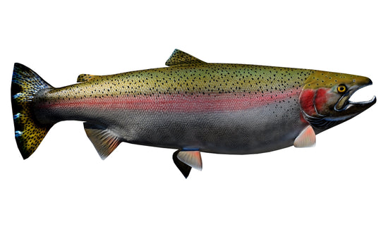34-INCH STEELHEAD TROUT (FEMALE, RIGHT)