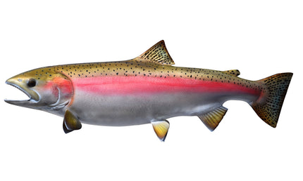 35-INCH STEELHEAD TROUT (MALE, LEFT)