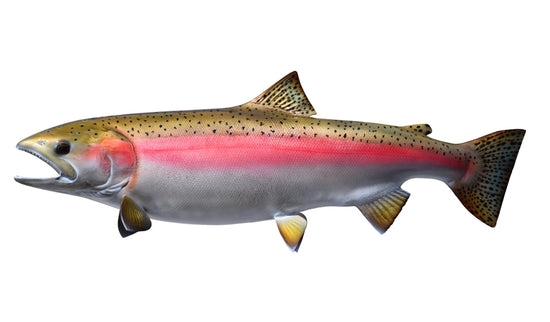 35-INCH STEELHEAD TROUT (MALE, LEFT)