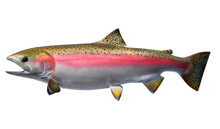 35-INCH STEELHEAD TROUT (MALE, LEFT)