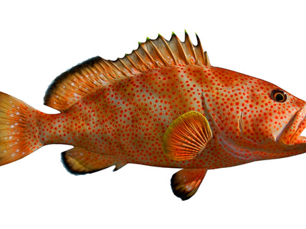 Collection image for: GROUPER, STRAWBERRY
