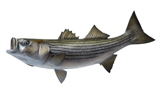 28-INCH STRIPED BASS (L)