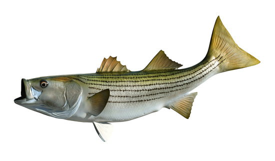 31-INCH STRIPED BASS