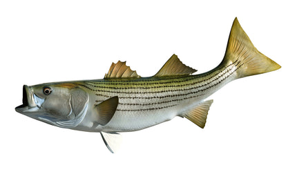 31-INCH STRIPED BASS