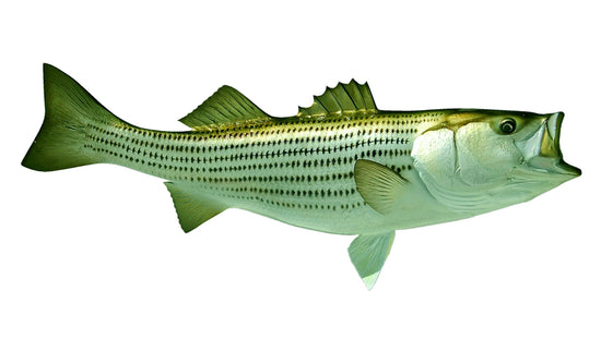 38-INCH STRIPED BASS
