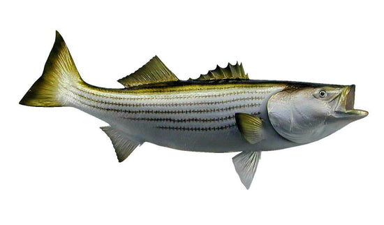 41-INCH STRIPED BASS