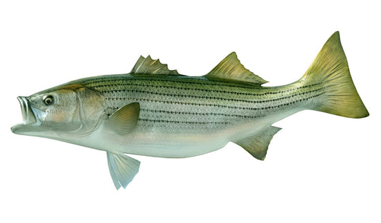 42-INCH STRIPED BASS