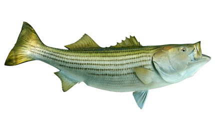 48-INCH STRIPED BASS