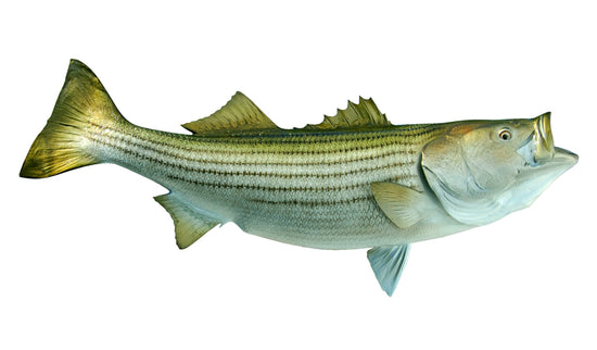 48-INCH STRIPED BASS