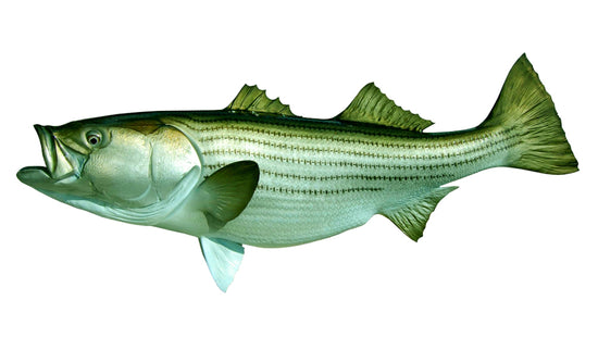 50-INCH STRIPED BASS
